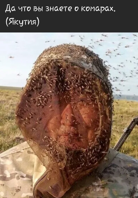 Да что вы знаете о комарах Якутия