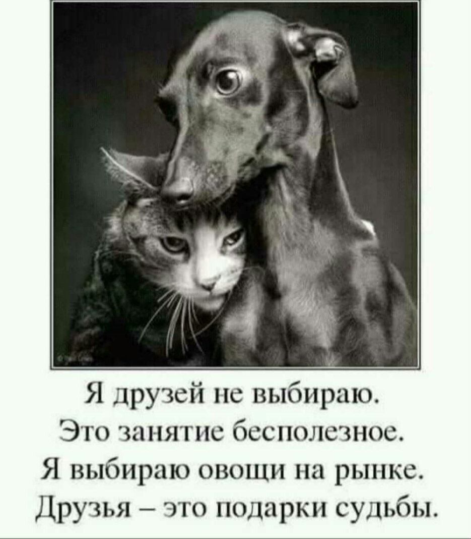 Я друзей не выбираю Это занятие бесполезное Я выбираю овощи на рынке Друзья это подарки судьбы