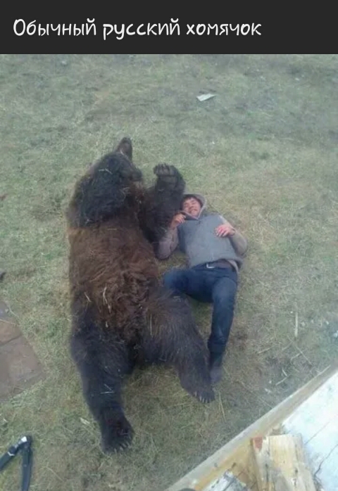 Обычный русский хомячок