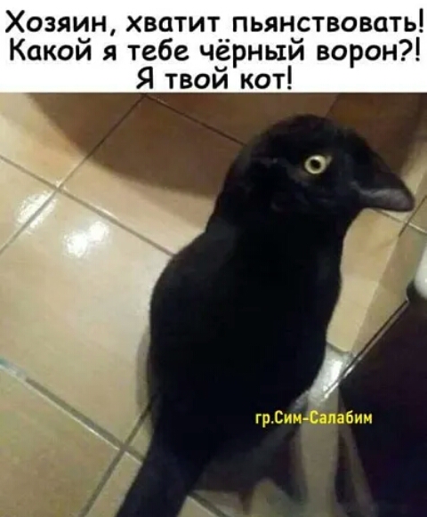 Хозяин хватит__пьянствовать Какои я тебе черныи ворон Я твои кот