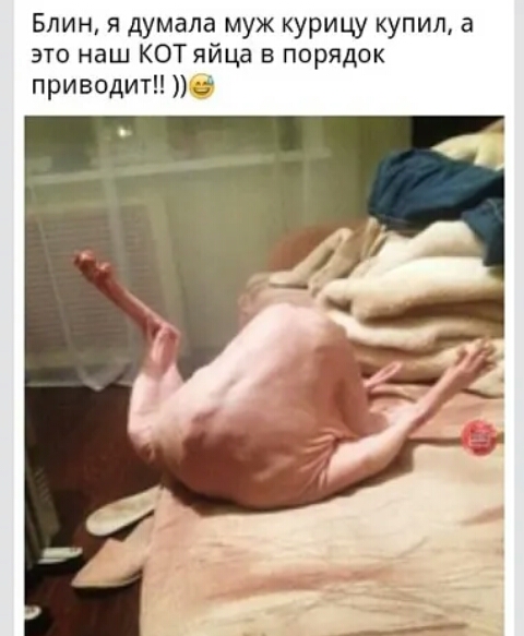 Блин я думала муж курицу купил а это наш КОТ яйца в порядок приводит 6