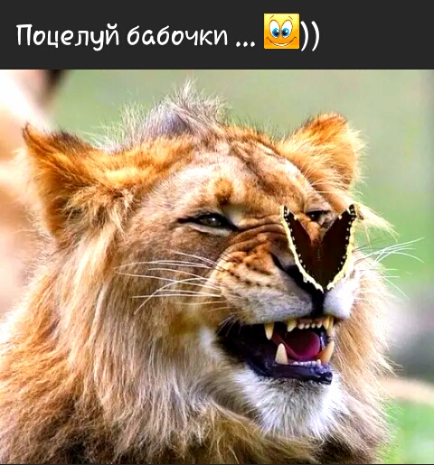 Поцелуй бабочки Е