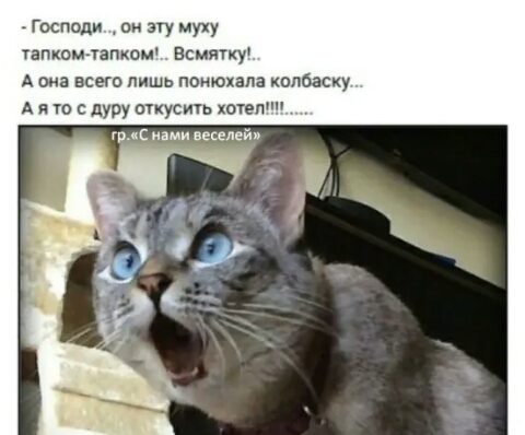 Господи он згу муху тапкомтапком всмятку А 0513 ВСЕГО ЛИШй ПОНЮХЭЛЗ колбаску А и то дуру откусить хотеппп тк нами веспей
