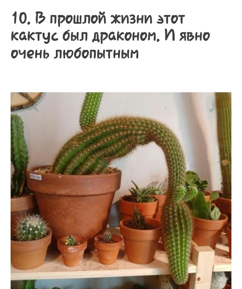 10 В прошлой жизни этот кактус был драконоп И явно очень любопытным