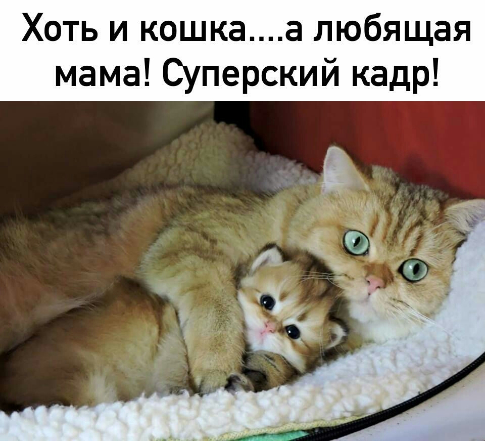 Хоть и кошкаа любящая мама Суперский кадр