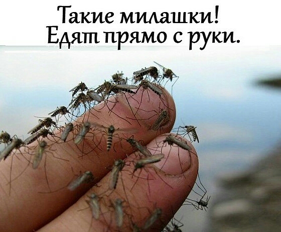 Такие мидашки Едят прямо с руки