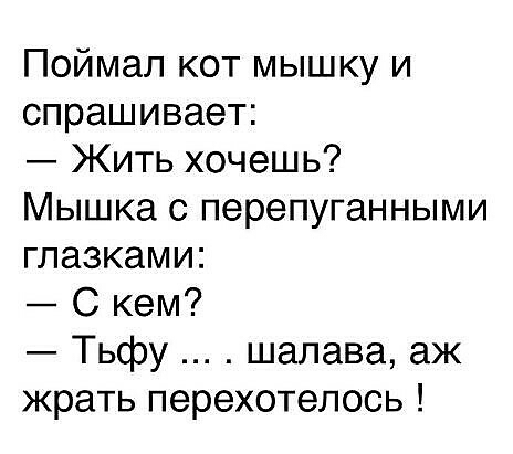 Поймал кот мышку и спрашивает Жить хочешь Мышка с перепуганными глазками С кем Тьфу шалава аж жрать перехотелось