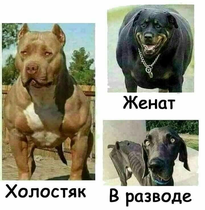 Холостяк