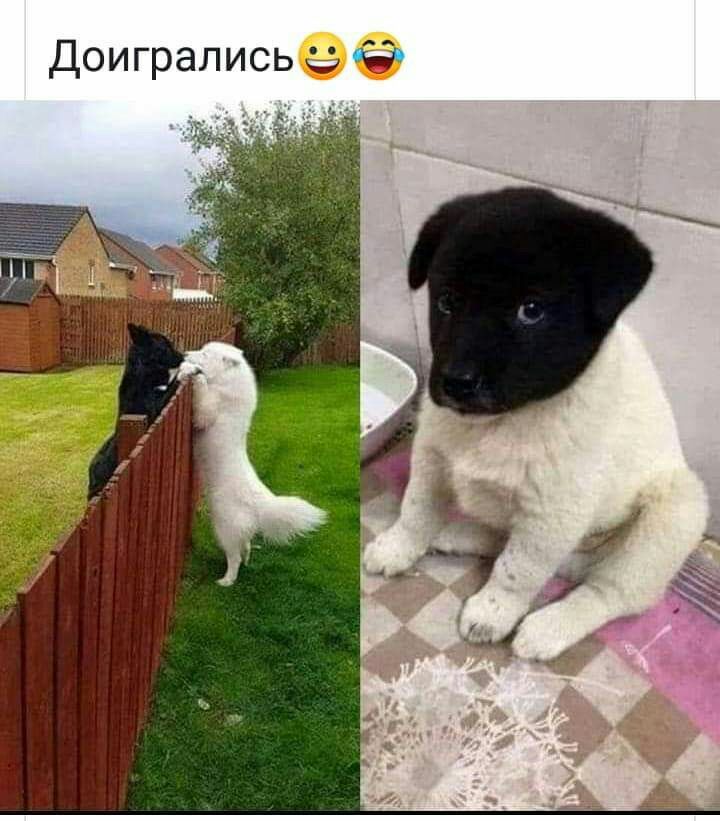 шага Доигрались