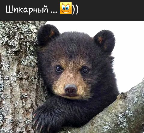 Шикарный