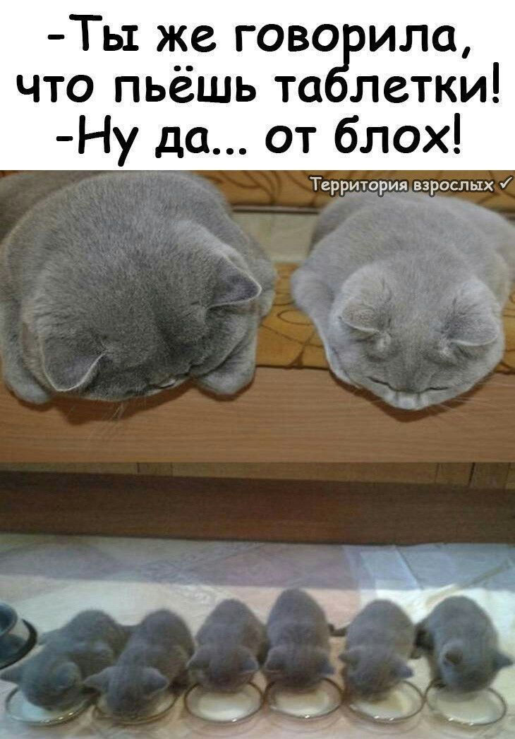 Ты же гово ила что пьёшь та летки Ну да от блох Территория взрослых