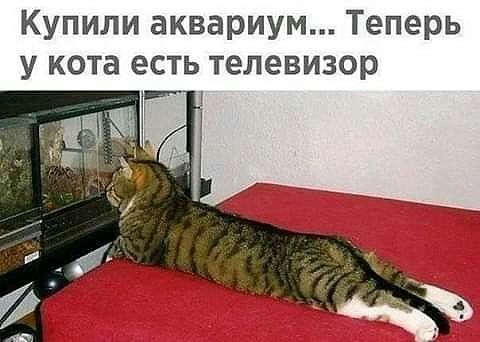 Купили аквариум Теперь телевизор