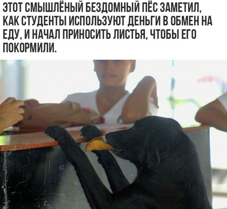 ЗТОТ ОМЫШЛЁНЫИ БЕЗДОМНЫИ ПЁО 3АМЕТИЛ КАК СТУДЕНТЫ ИОПОЛЬЗУЮТ ДЕНЬГИ В ОБМЕН НА ЕдУ И НАЧАЛ ПРИНООИТЬ ЛИОТЬЯ ЧТОБЫ ЕГО ПОКОРМИЛИ