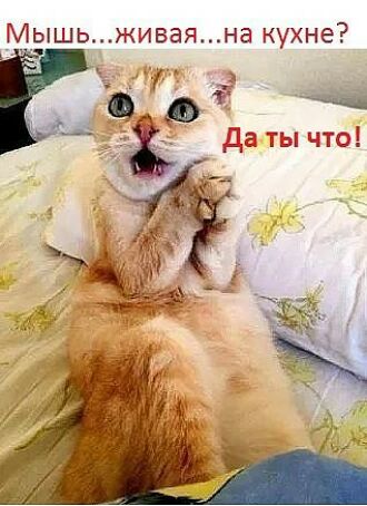 Мышьживаяна кухне