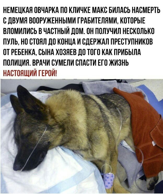НЕМЕЦКАЯ ОВЧАРКА ПО КЛИЧКЕ МАКС БИЛАСЬ НАСМЕРТЬ С дВУМЛ ВООРУЖЕННЫМИ ГРАБИТЕЛПМИ КОТОРЫЕ ВЛОМИПИСЬ В ЧАСТНЫЙ ДОМ ОН ПОЛУЧИЛ НЕСКОЛЬКО ПУЛЬ НО СТОЯЛ ДО КОНЦА И СДЕРЖАЛ ПРЕСТУПНИКОВ ОТ РЕБЕНКА СЫНА ХОЗПЕВ ЦО ТОГО КАК ПРИБЫЛА ПОЛИЦИЯ ВРАЧИ СУМЕЛИ СПАСТИ ЕГО ЖИЗНЬ НАСТОЯЩИЙ ГЕРОИ