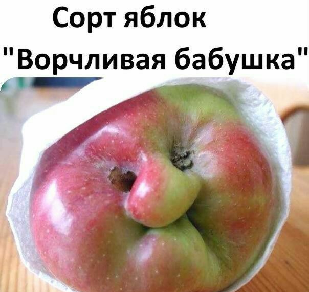Сортяблок Ворчливая бабушка