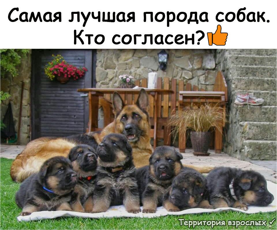 Самая лучшая порода собак Кто согласен __ Территория взрослых
