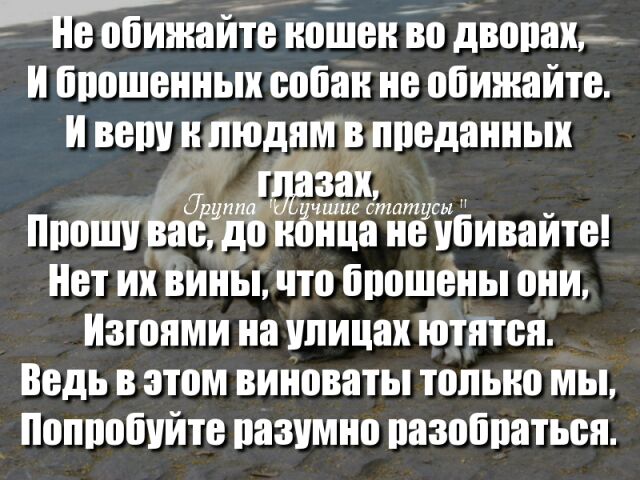 По обижайте ношон Бо дворах и іоошвнных собак не обижайте и вопу и людям в проданных 172 инт гигантами сы Прошу вас до нбнца но убивайте Нот ин вины что бпошвны они Изтопми на улицах ютятся Ведь в этом виноваты топыю мы ПОПППЙУЙШ пазумно пазобпатьоя