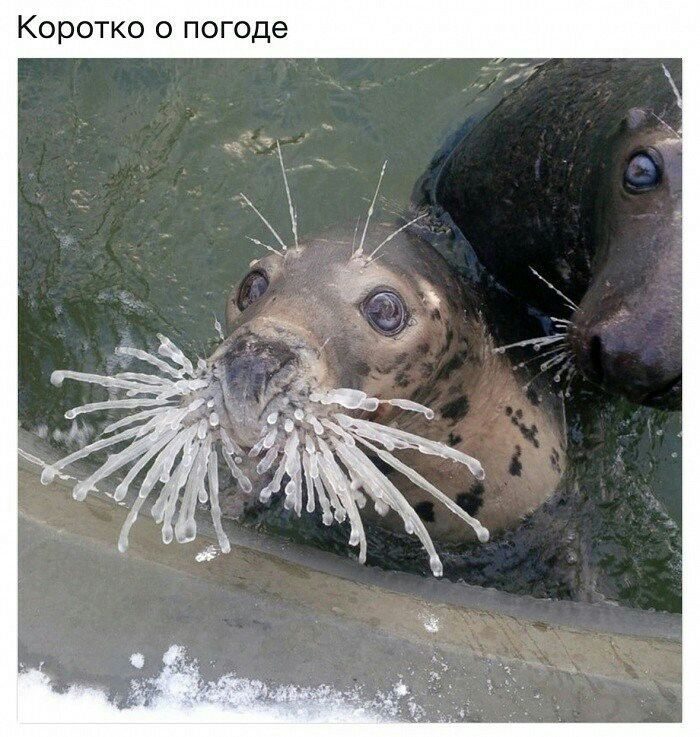 КОРОТКО О погоде