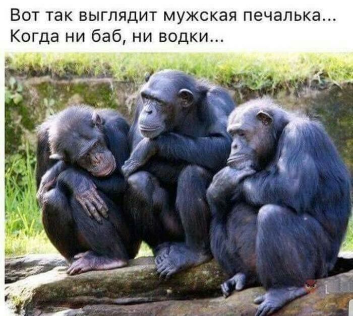 Вот так выглядит мужская печапька Когда ни баб ни водки