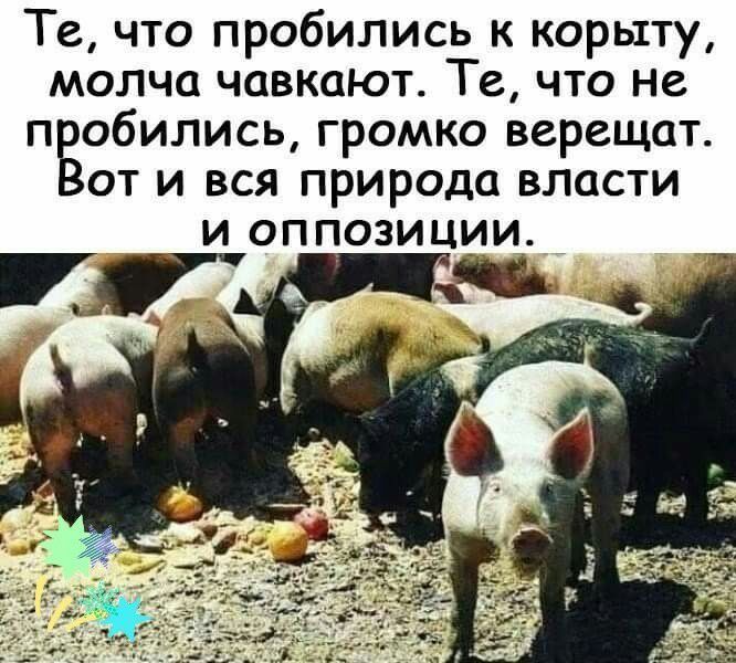 Те что пробились к корыту молча чавкают Те что не пЁобились громко верещат от и вся природа власти и оппозиции