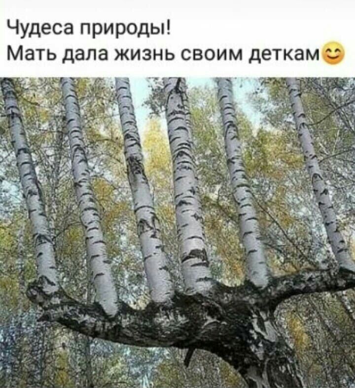 ли м а К Т е д м И 0 В С Ь Н 3 И ж 8 Л 8 д Ь Т 8 М Чудеса природы