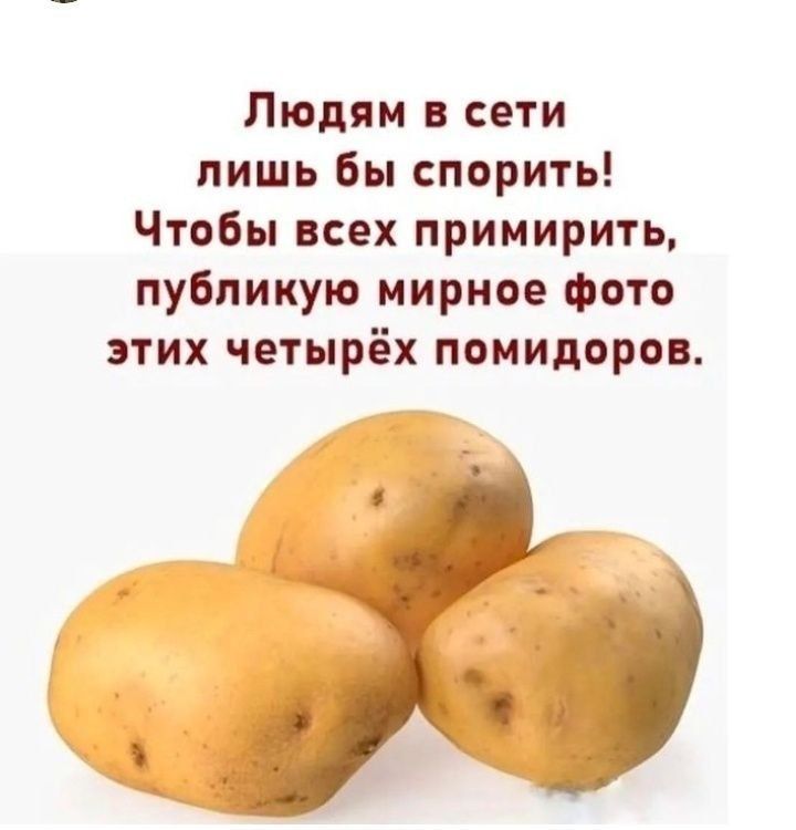 Людям в сети лишь бы спорить! Чтобы всех примирить, публикую мирное фото этих четырёх помидоров.