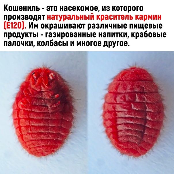 Кошениль - это насекомое, из которого производят натуральный краситель кармин (E120). Им окрашивают различные пищевые продукты - газированные напитки, крабовые палочки, колбасы и многое другое.