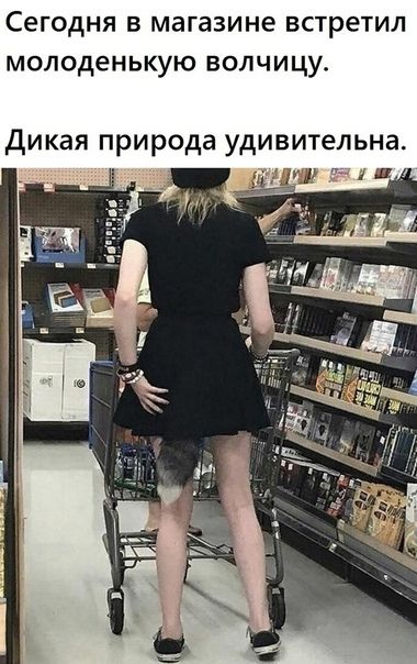 Сегодня в магазине встретил молоденькую волчицу.
Дикая природа удивительна.
