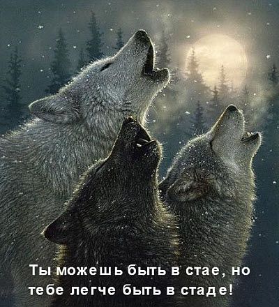 Ты можешь быть в стае, но тебе легче быть в стаде!