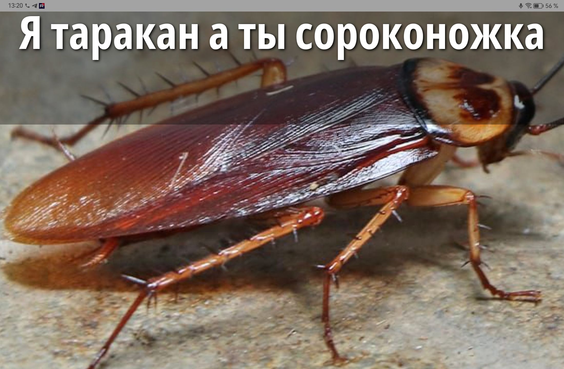 Я таракан а ты сороконожка