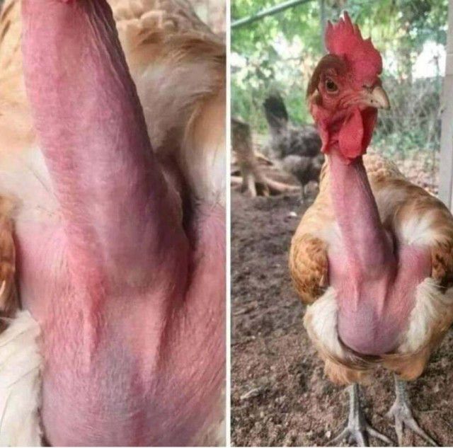 Два кадра курицы с необычно большой кожистой областью на груди/шее.