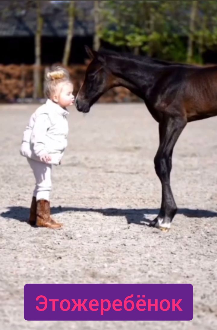 Это жеребёнок