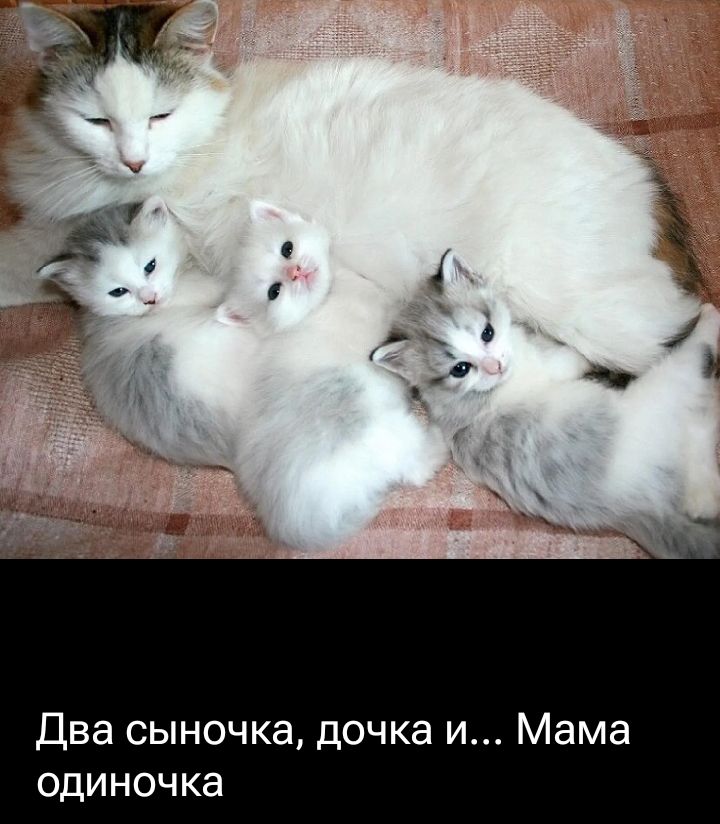 Два сыночка, дочка и... Мама одиночка