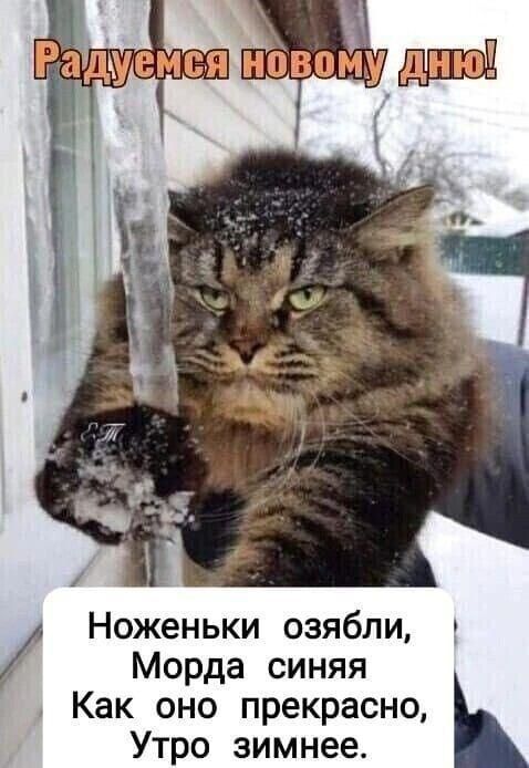 Радуемся новому дню!\nНоженьки озябли,\nМорда синяя\nКак оно прекрасно,\nУтро зимнее.