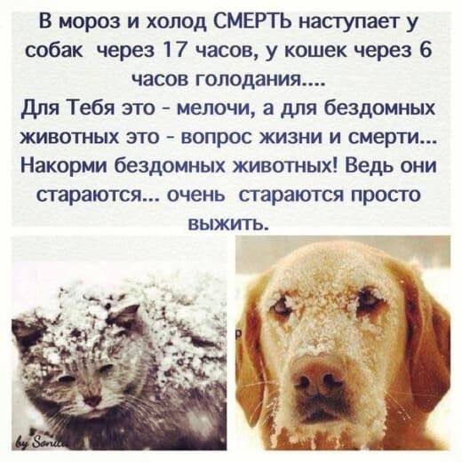 В мороз и холод СМЕРТЬ наступает у собак через 17 часов, у кошек через 6 часов голодания..... Для Тебя это - мелочи, а для бездомных животных это - вопрос жизни и смерти... Накорми бездомных животных! Ведь они стараются... очень стараются просто выжить.