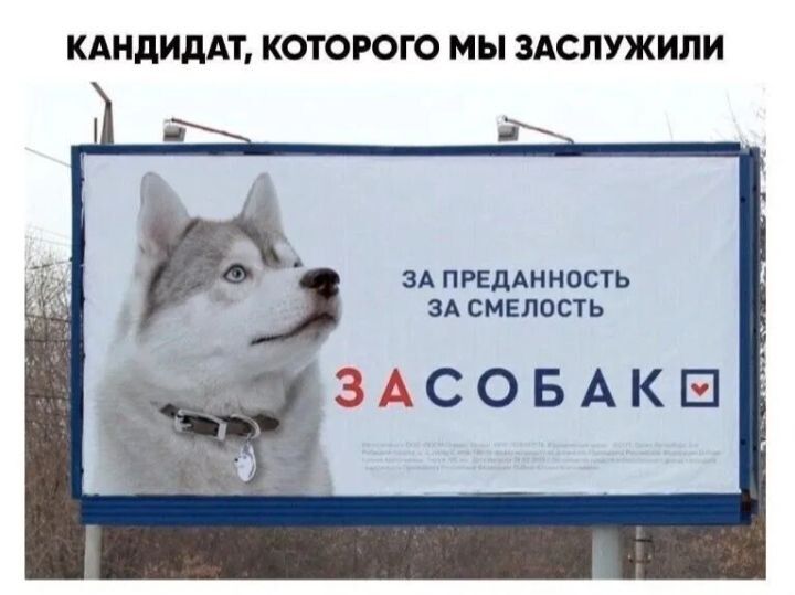 Кандидат, которого мы заслужили За преданность За смелость Засобак