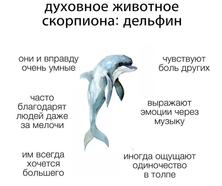духовное животное скорпиона: дельфин
они и впрaвду очень умные
чувствуют боль других
часто благодарят людей даже за мелочи
выражают эмоции через музыку
им всегда хочется большего
иногда ощущают одиночество в толпе