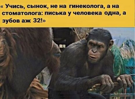 Учись, сынок, не на гинеколога, а на стоматолога: писька у человека одна, а зубов аж 32!