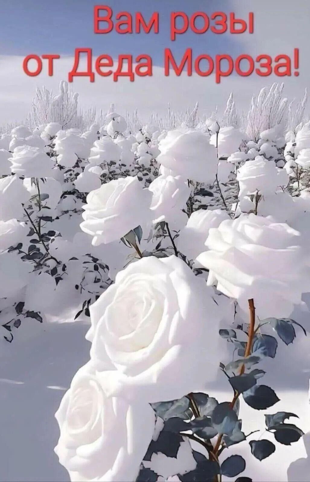 Вам розы от Деда Мороза!