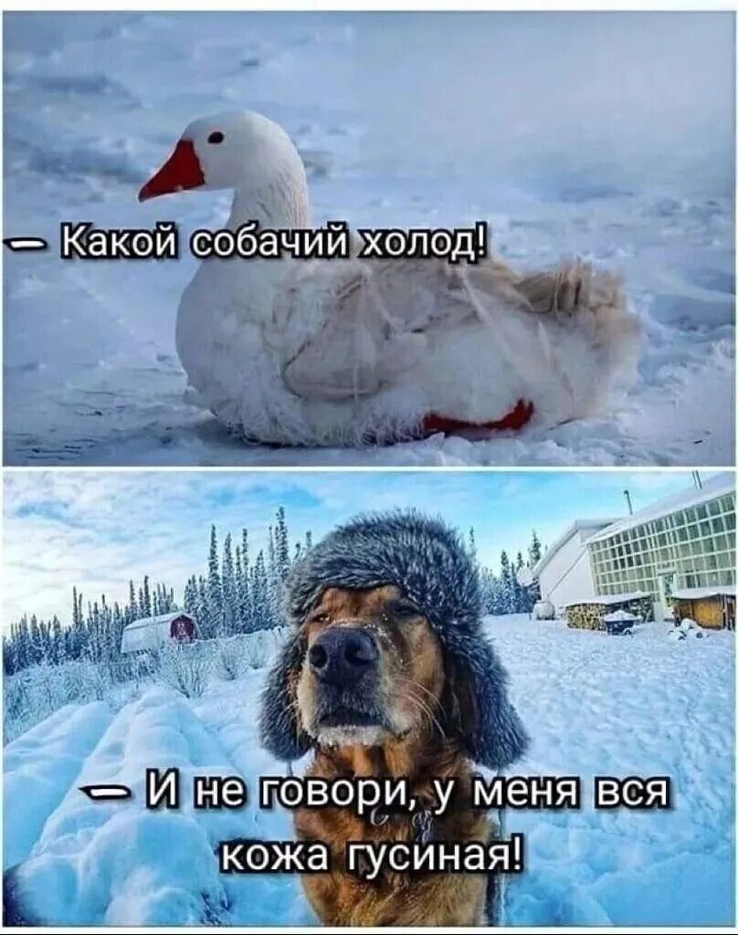 — Какой собачий холод!
— И не говори, у меня вся кожа гусиная!