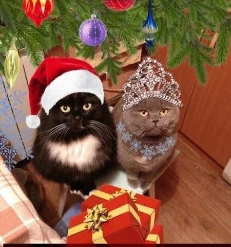 Два кота под ёлкой в праздничных нарядах рядом с подарками.