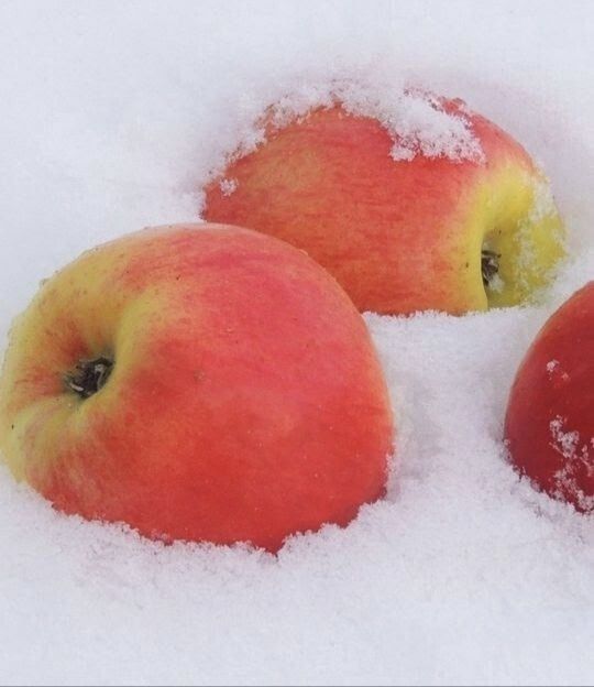 Яблоки на снегу