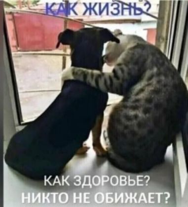 КАК ЖИЗНЬ?
КАК ЗДОРОВЬЕ? НИКТО НЕ ОБИЖАЕТ?