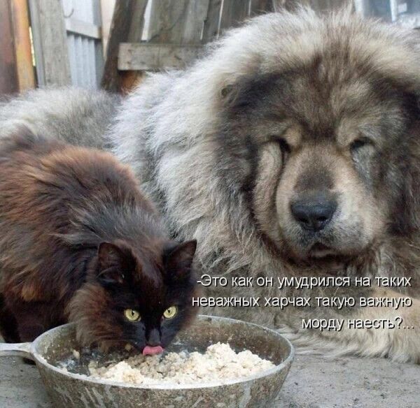 Это как он умудрился на таких неважных харчах такую важную морду наесться?!