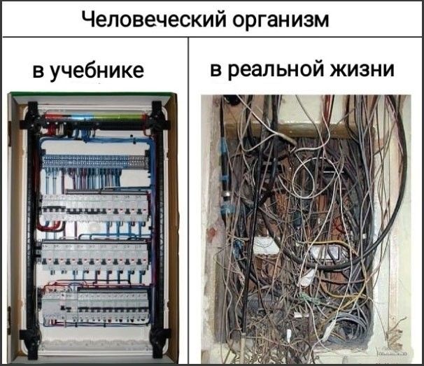 Человеческий организм
в учебнике
в реальной жизни