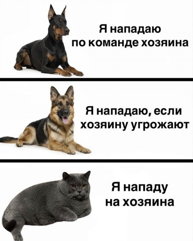 Я нападаю по команде хозяина\nЯ нападаю, если хозяину угрожают\nЯ нападу на хозяина