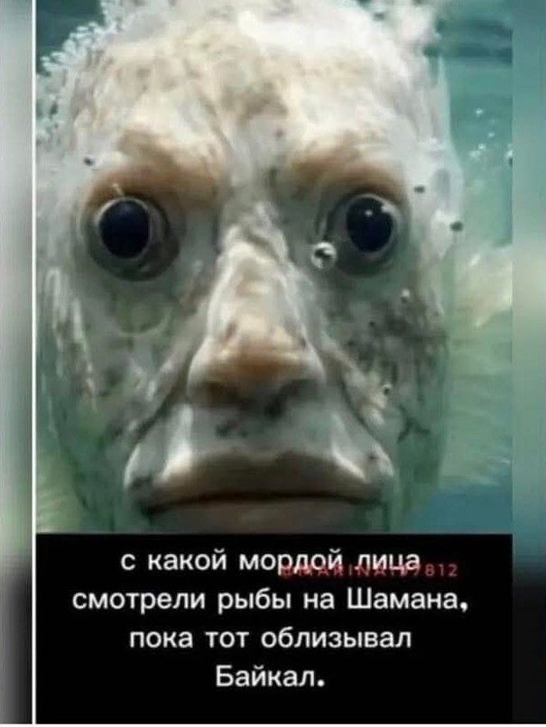 с какой мордой лица смотрели рыбы на Шамана, пока тот облизывал Байкал.