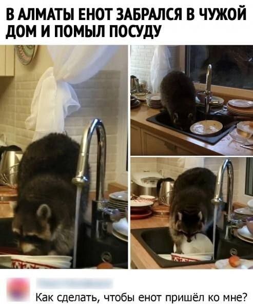 В Алматы енот забрался в чужой дом и помыл посуду
Как сделать, чтобы енот пришёл ко мне?