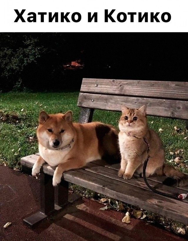 Хатико и Котико